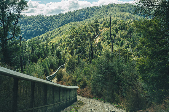 Fenceline for Brook Sanctuary
